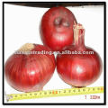 Fresh Vegetable Red Onion